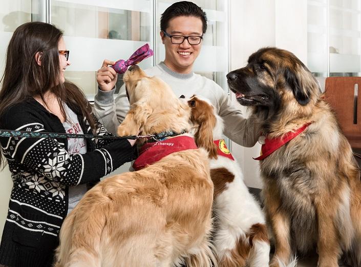Dog therapy